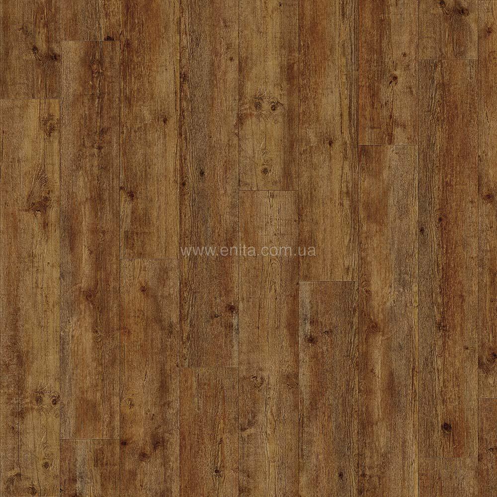 Maritime pine 24854