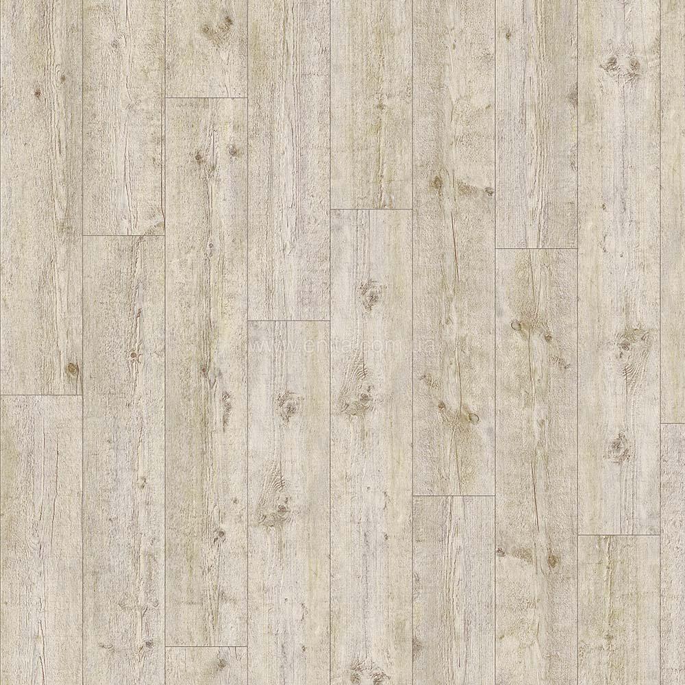 Maritime pine 24111