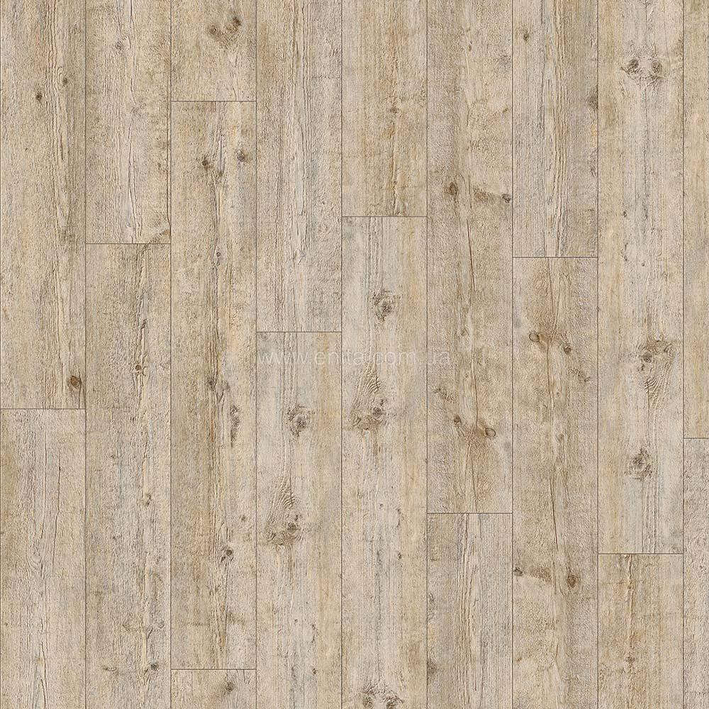 Maritime pine 24241